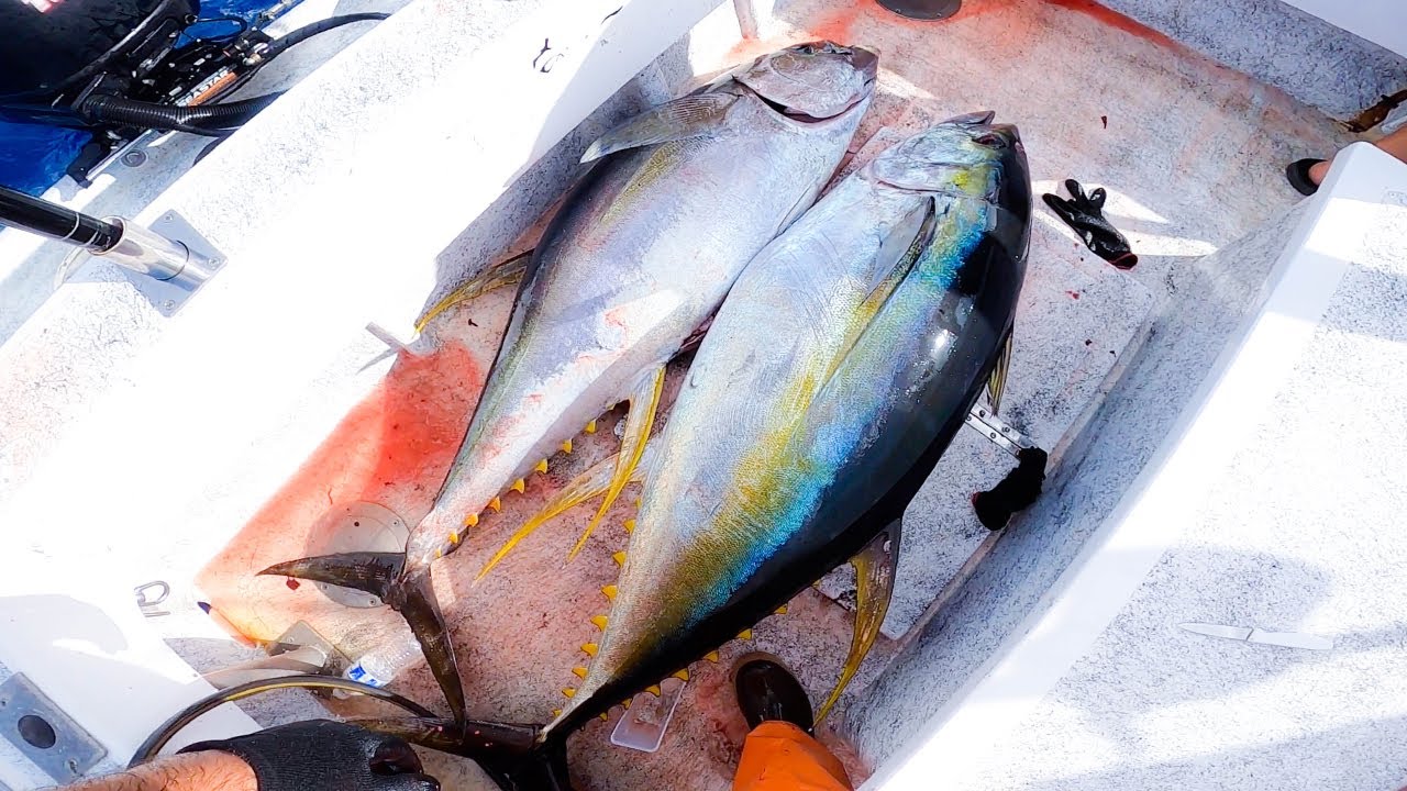 Trolling for Yellowfin Tuna - Ahi Fishing - Fishing in Hawaii - Hawaii Fishing