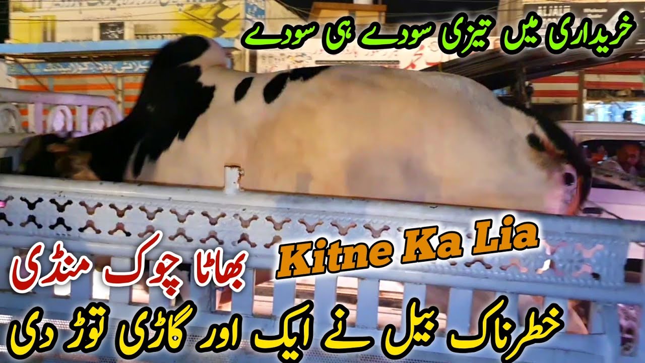 Angry Bull Ghari Tor Di_Bhatta Chowk Mandi 16 June 2024 | Kitne Ka Lia