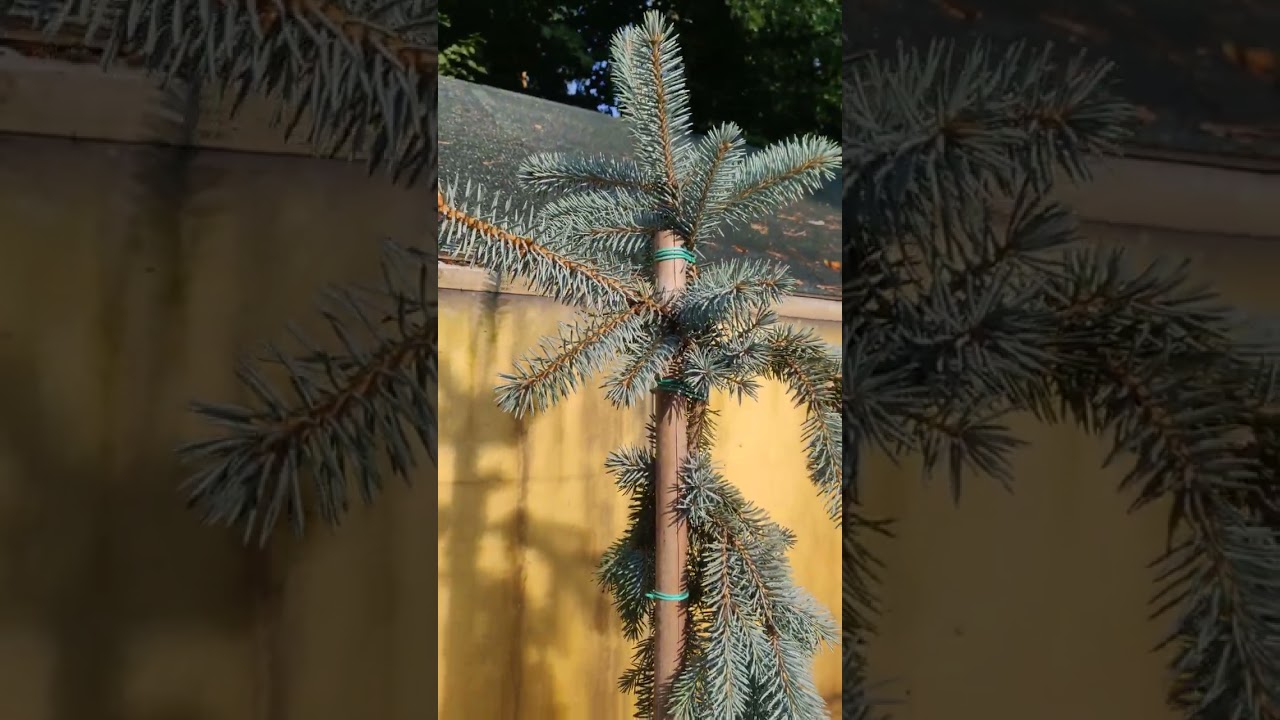 Ель колючая Зе Блюз (Picea pungens The Blues)