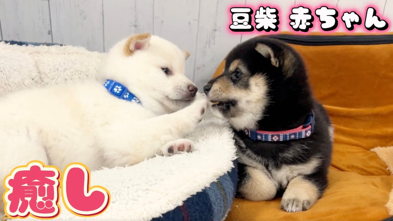 【豆柴犬】見ているだけで癒される…愛しの赤ちゃん集“子犬と癒し”まめしば亭ブログvlog