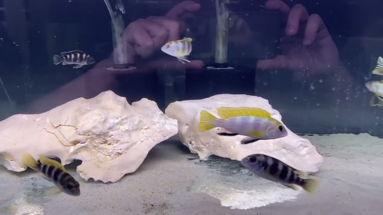 Labidochromis Perlmutt Higga Reef WF [perfect stripes]