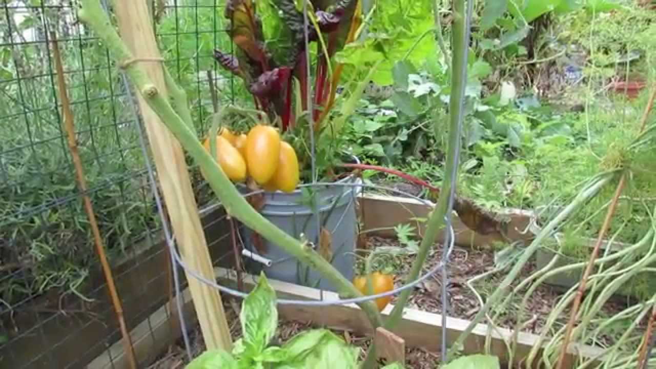 Tomato Profile: 'Blush' an Elongated Cherry & 'Yellow Currant' - TRG 2014