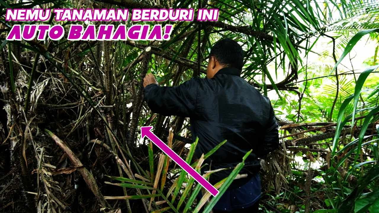 TANAMAN INI HANYA DI DAPAT DI HUTAN BELANTARA 😨😨😨