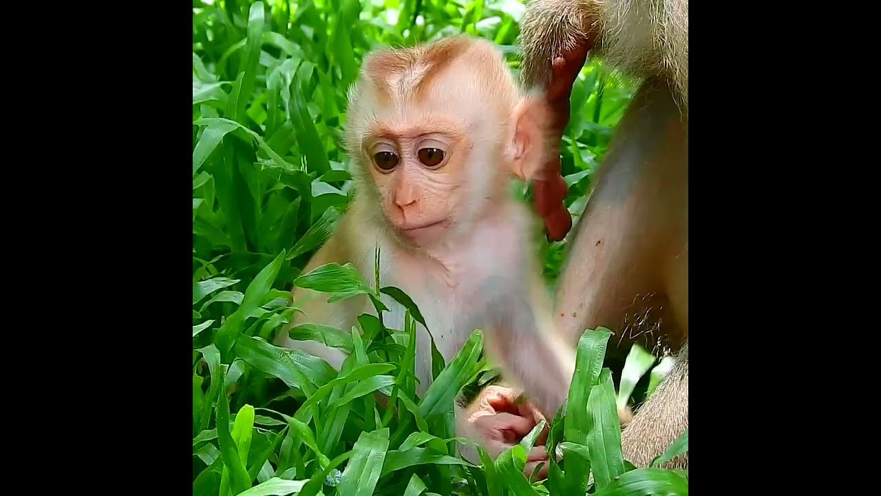 Luna Pushed Baby Monkey Lynx Out Of Milk | Emotional Monkey Story
