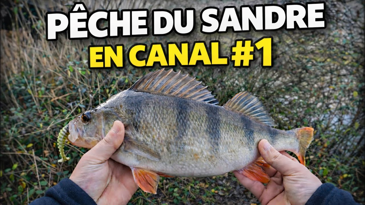 Pêche du sandre en canal partis #1 