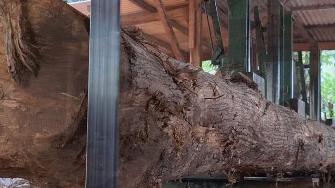 Super long teak wood in the sawmill 