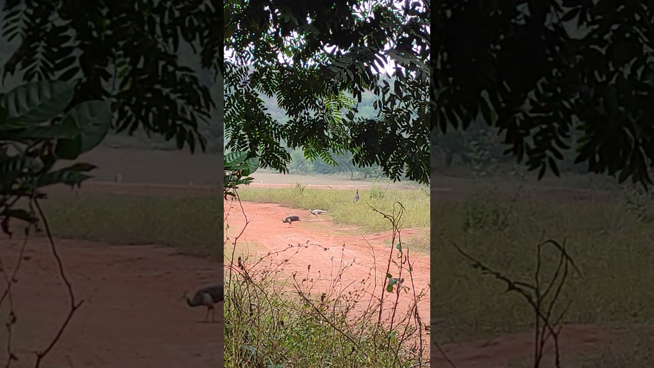 Peacocks And Wild Birds 
