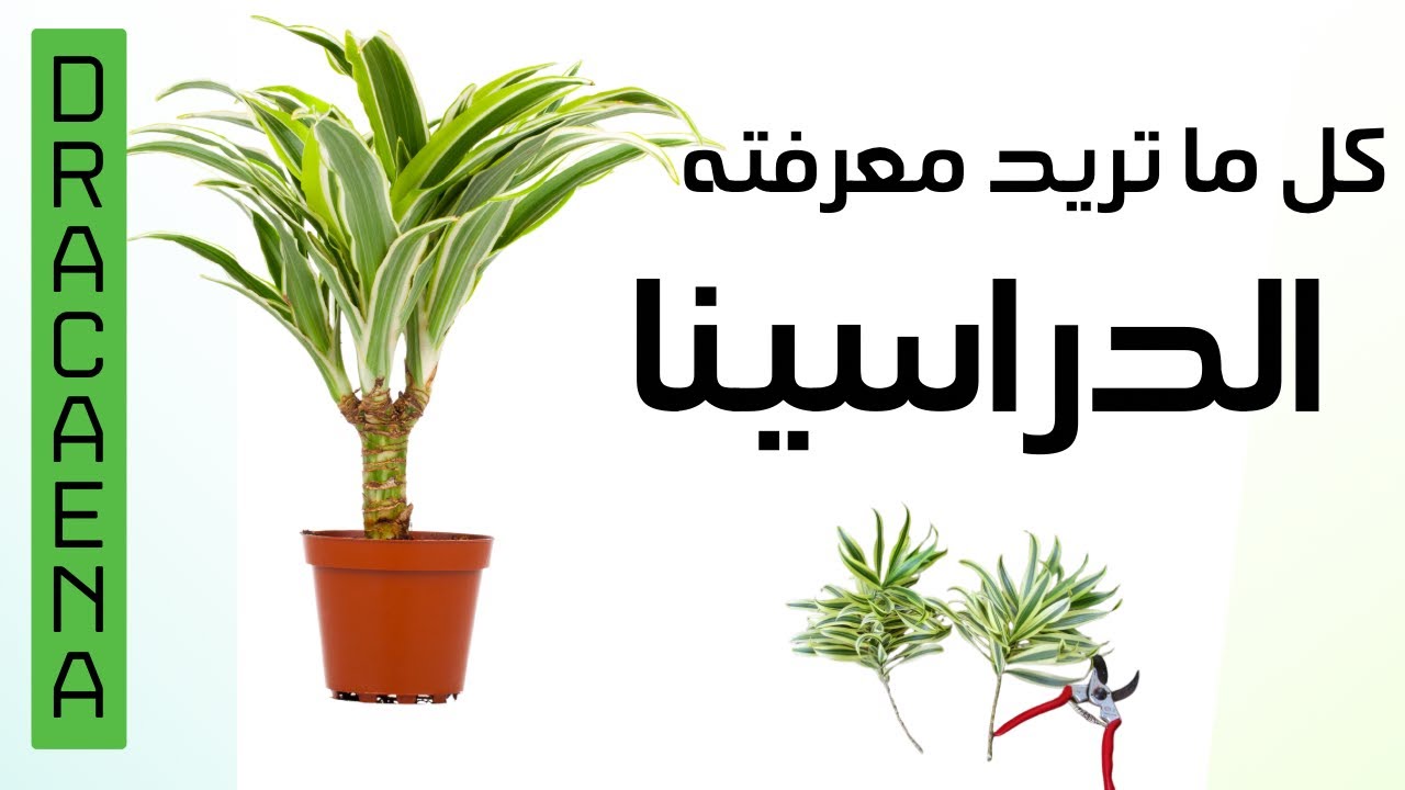 كل ما تحتاج لمعرفته عن نبات الدراسينا dracaena