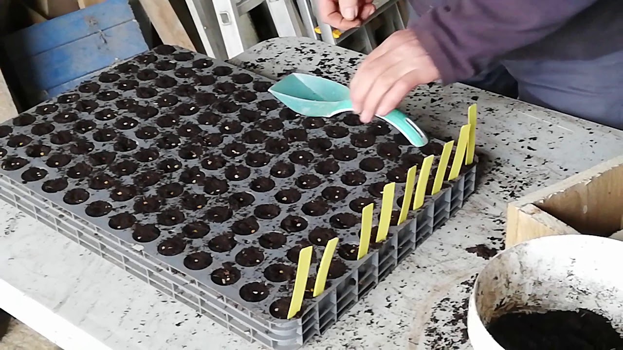 Semis de tomates