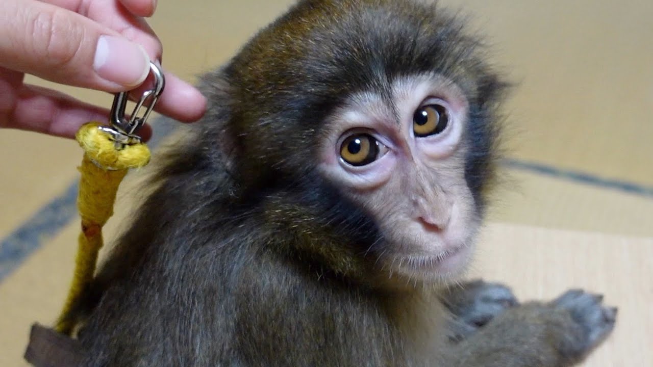 はじめて子猿のリードを外して自由にしたら意外な行動をされた…