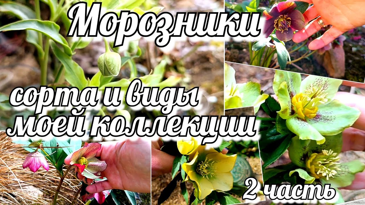 Морозник, сорта и виды моей коллекции. Уход/ Место посадки самых ярких первоцветов Часть 2