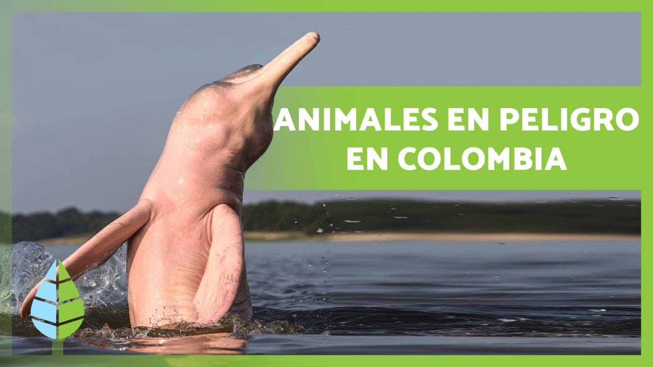10 Animales en PELIGRO de EXTINCI&Oacute;N en COLOMBIA ⚠️🐻