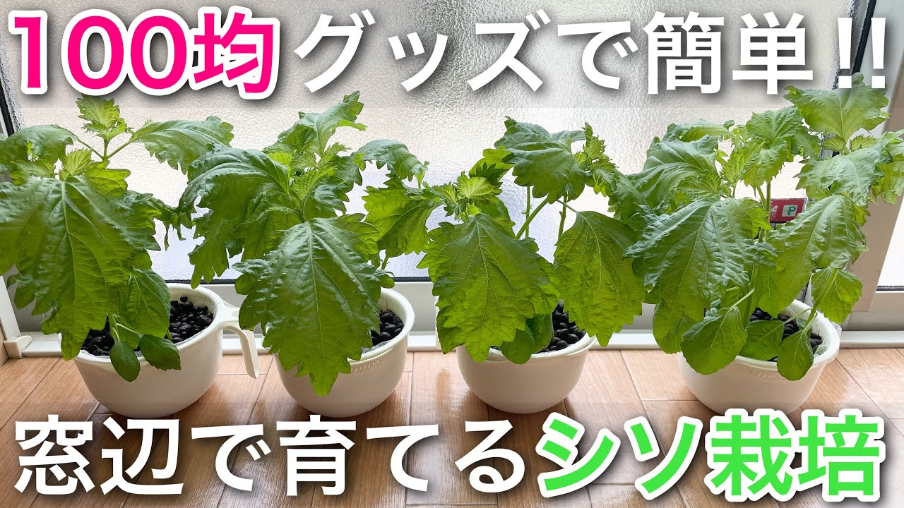 【水耕栽培】窓辺で育てるシソ栽培　1日目〜327日目