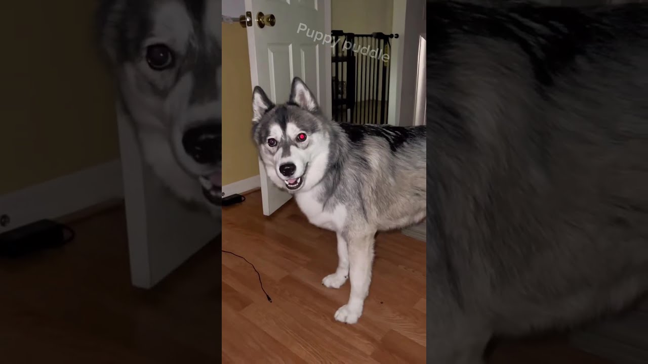 Huskies Having Husky Moments 🤣 #funnydogs 
