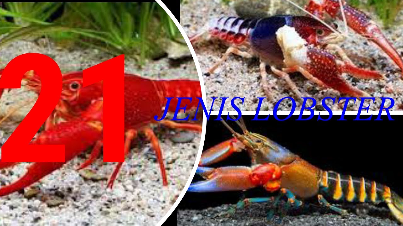 LOBSTER AIR TAWAR BERIKUT JENIS JENIS LOBSTER YANG ADA DAN TAMPILANNYA