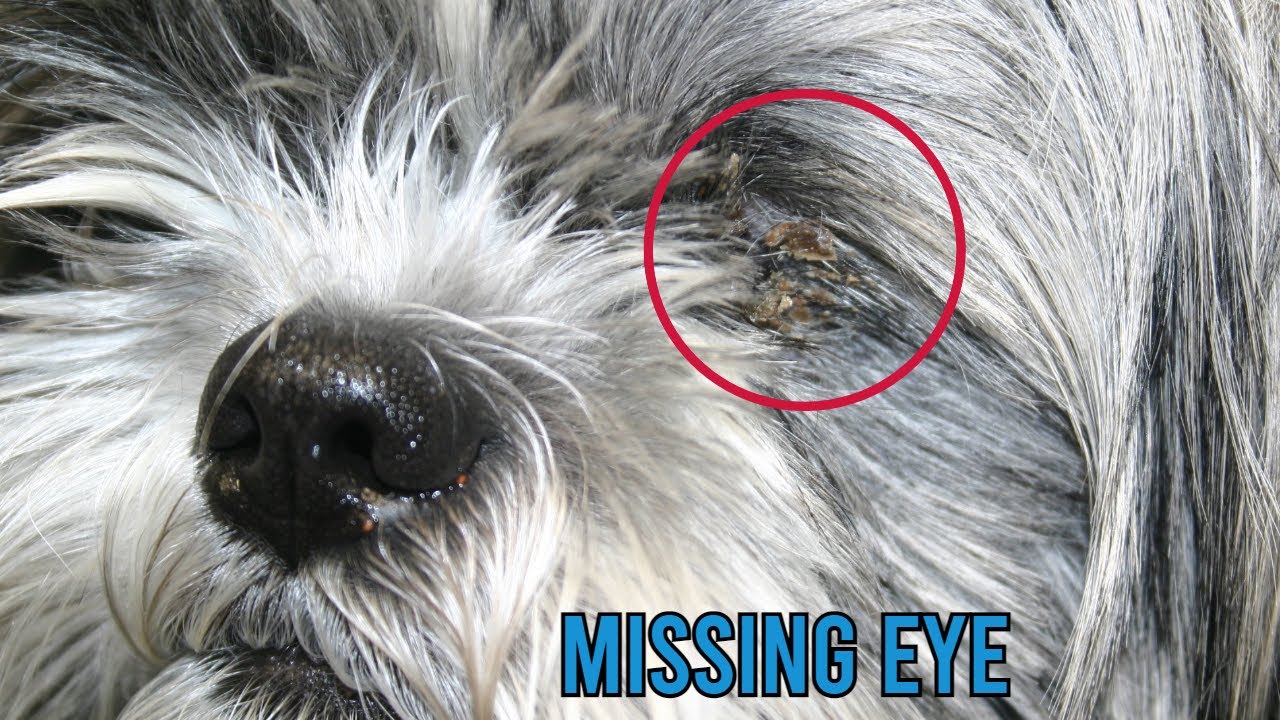 Dog Has No Eye // So Much Eye Gunk