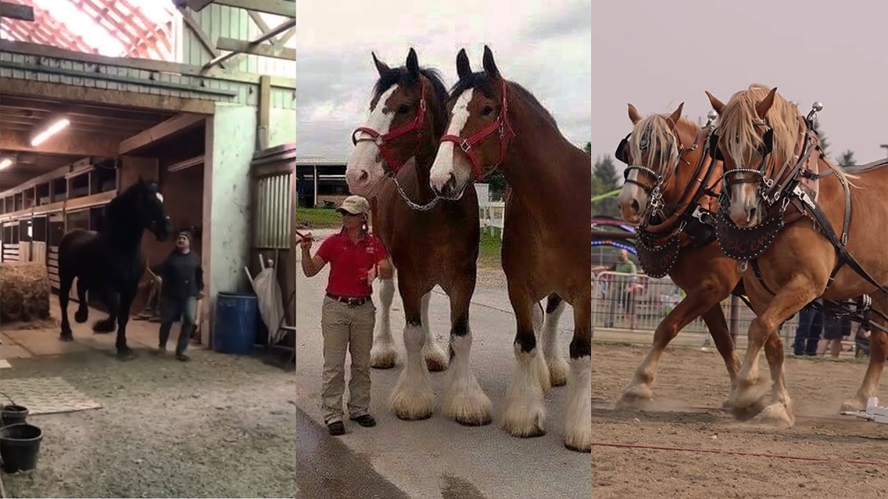 Big Horses Compilation pt 4