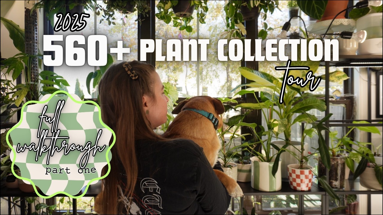 2025 Plant Tour! (And official plant shop announcement!) | My entire 560 + houseplant collection PT1