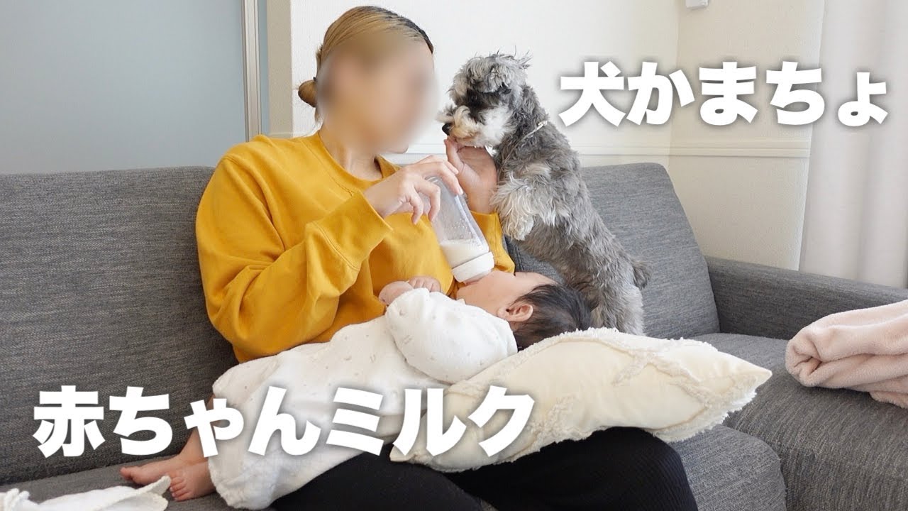 犬と赤ちゃんがいるバタバタな1日【シュナウザー】