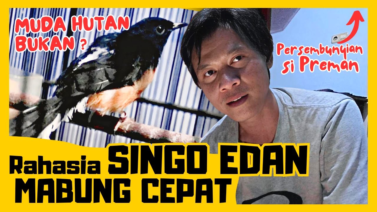 SINGO EDAN Mabung Cepat ‼️ Muda Hutan Bukan ⁉️