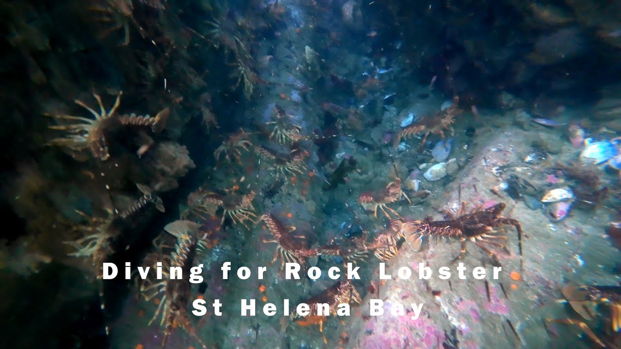 last weekend for west coast rock lobster St Helena Bay 2025