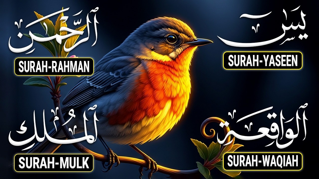 Most Beautiful Surah Yaseen (Yasin) | Surah Rahman | Surah Waqiah | Surah Mulk |Ep46 DailyTilawat TV