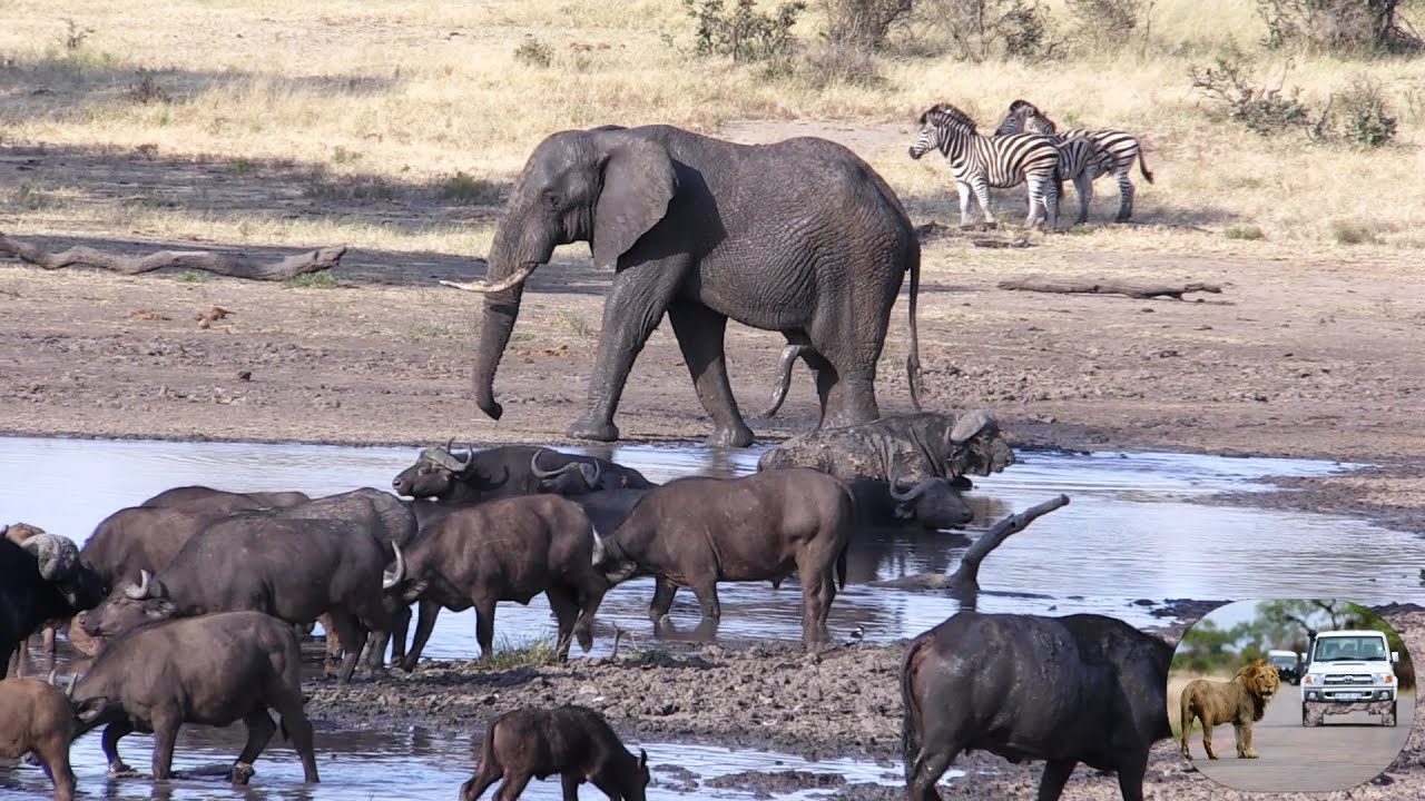 Wild Africa At Its Best, With All Types Of Animals in Harmony