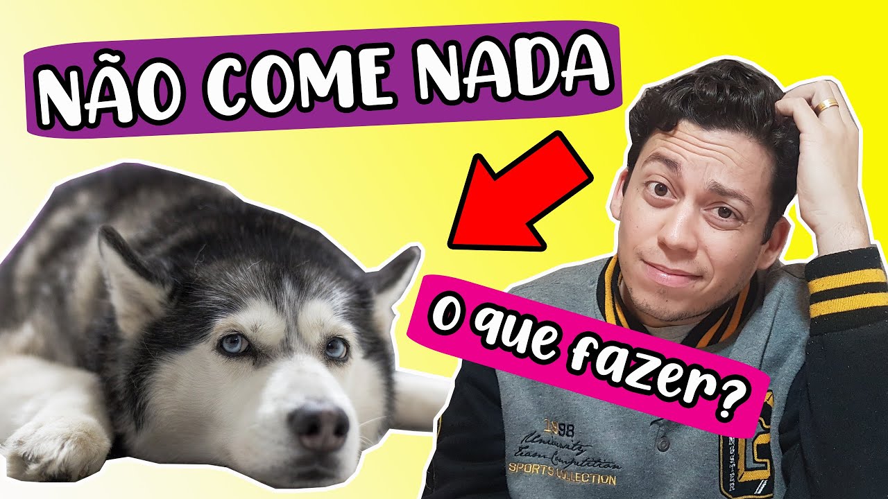 CACHORRO QUE NÃO QUER COMER | HUSKY SIBERIANO