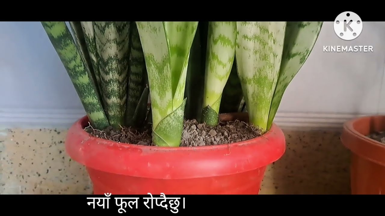 भूपेन्द्रको बोली आउन थाल्यो बोली आएपछि भुन्टीलाई नै खोजे यसरी भुन्टी बनिन् भावुक