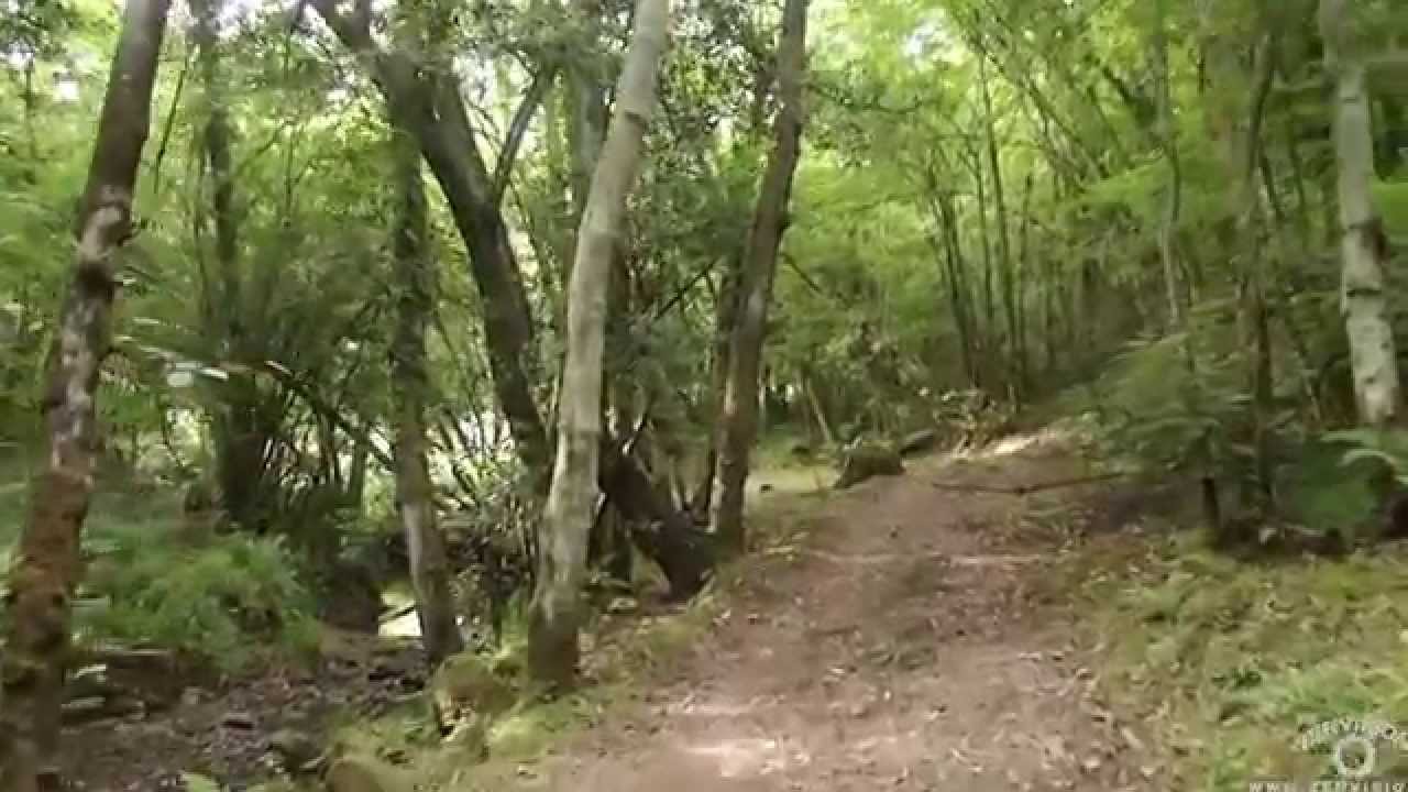 Relaxing walk in the forest, first person view