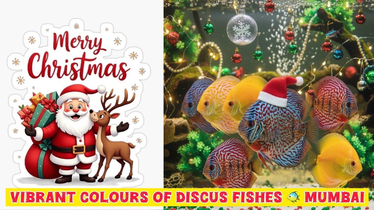 Vibrant Colors of Discus Fish 🐠🐟 (Christmas 🎄 🎁 Dec'25 Updates)