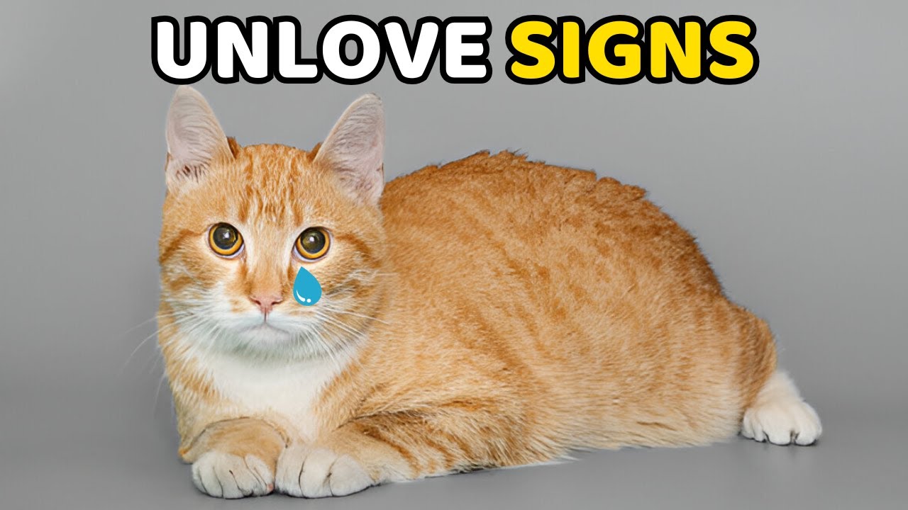 7 Signs Your Cat Doesn’t Really Like You as Much as You Think