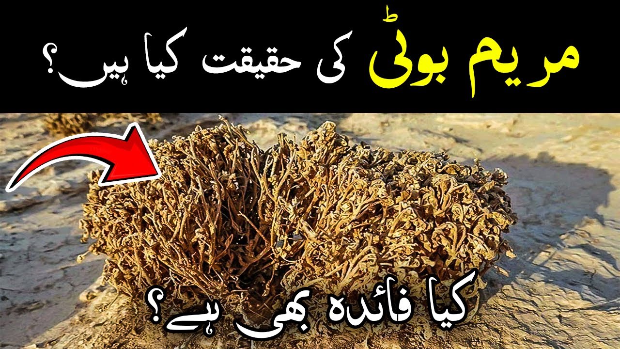 Maryam Booti ke Fayde Ya Bas Logo ki Baty ? || Maryam Flower Benefits in Islam