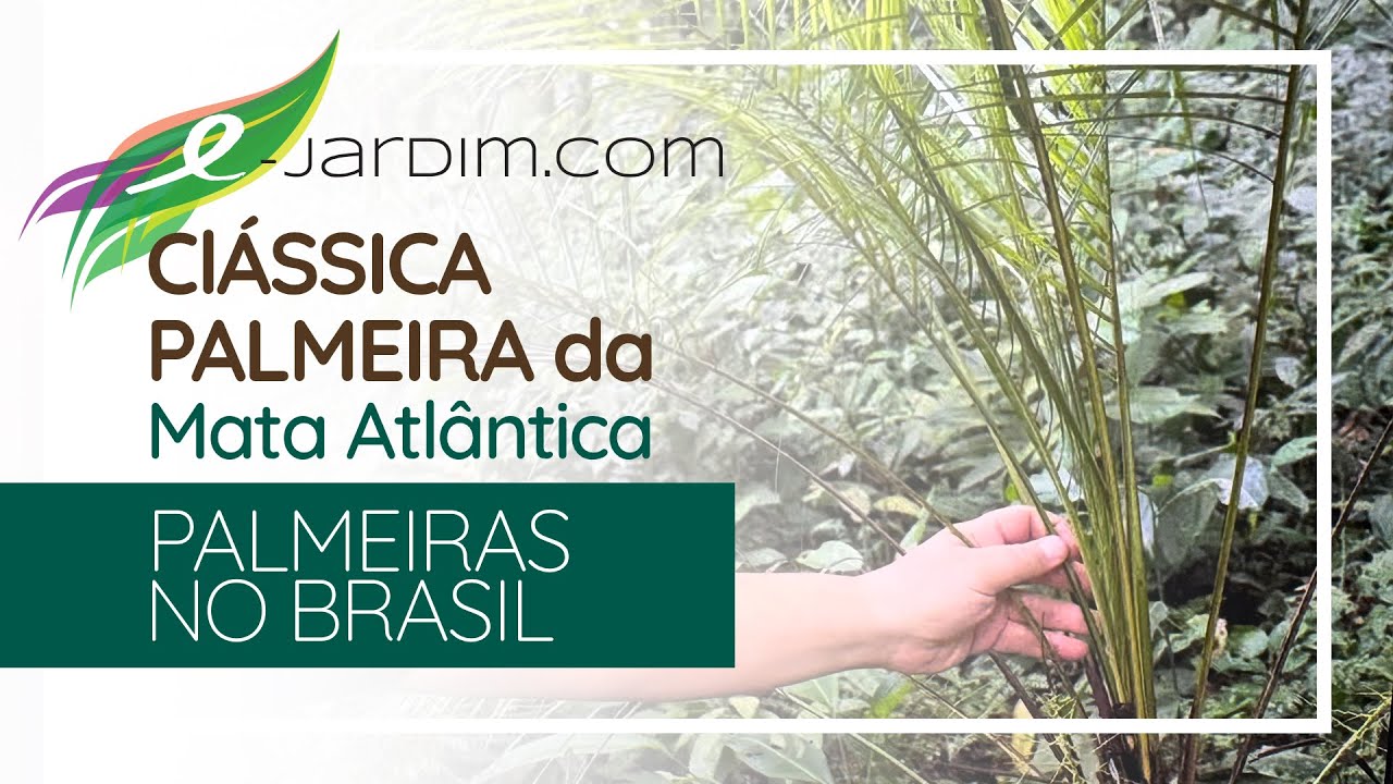 A MAIS CLÁSSICA palmeira da MATA ATLÂNTICA - Lytocaryum weddelianum