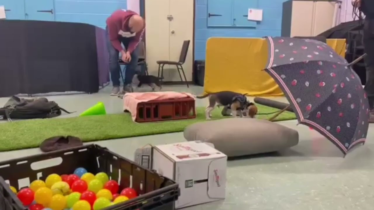 Puppy: Confidence Building