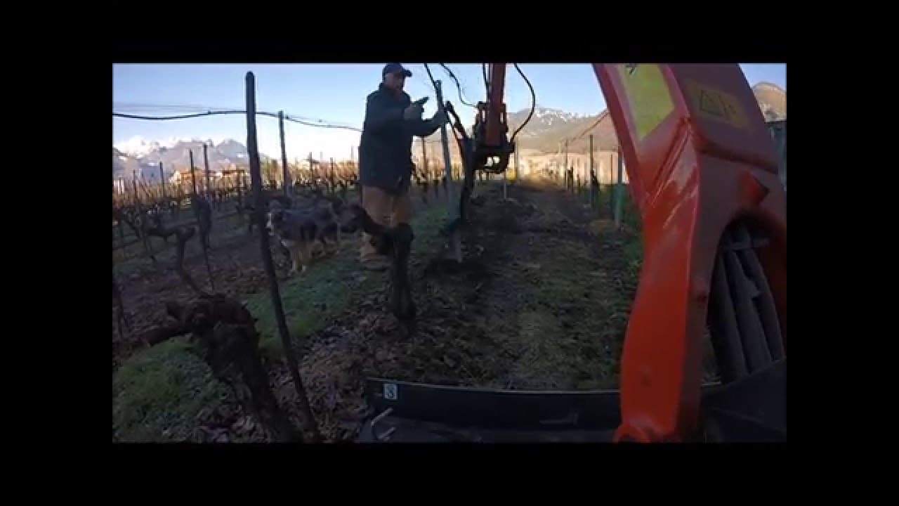 Arrachage de vigne mini pelle kubota u15
