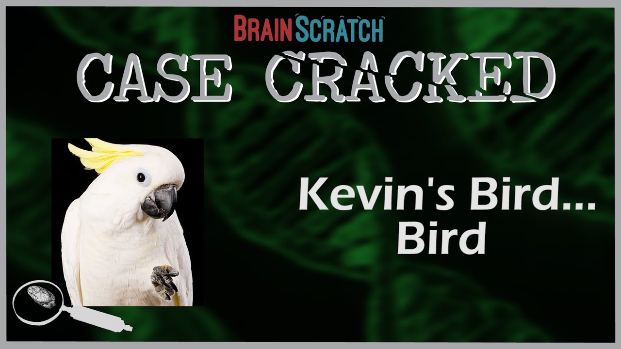 Case Cracked: Kevin's Bird... Bird