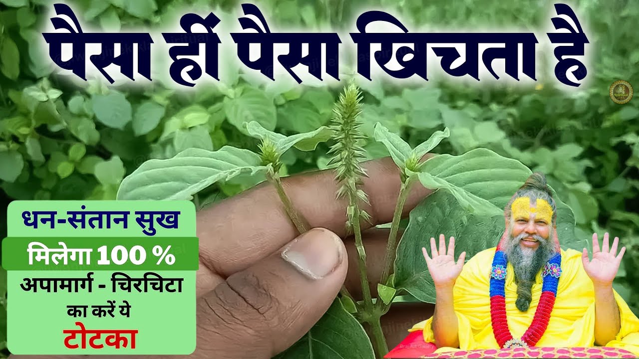 पैसों को चुम्बक कि तरह खींचता है यह पौधा मिल जाए तो छोड़ना मत /premanand ji live #premanandpravachan