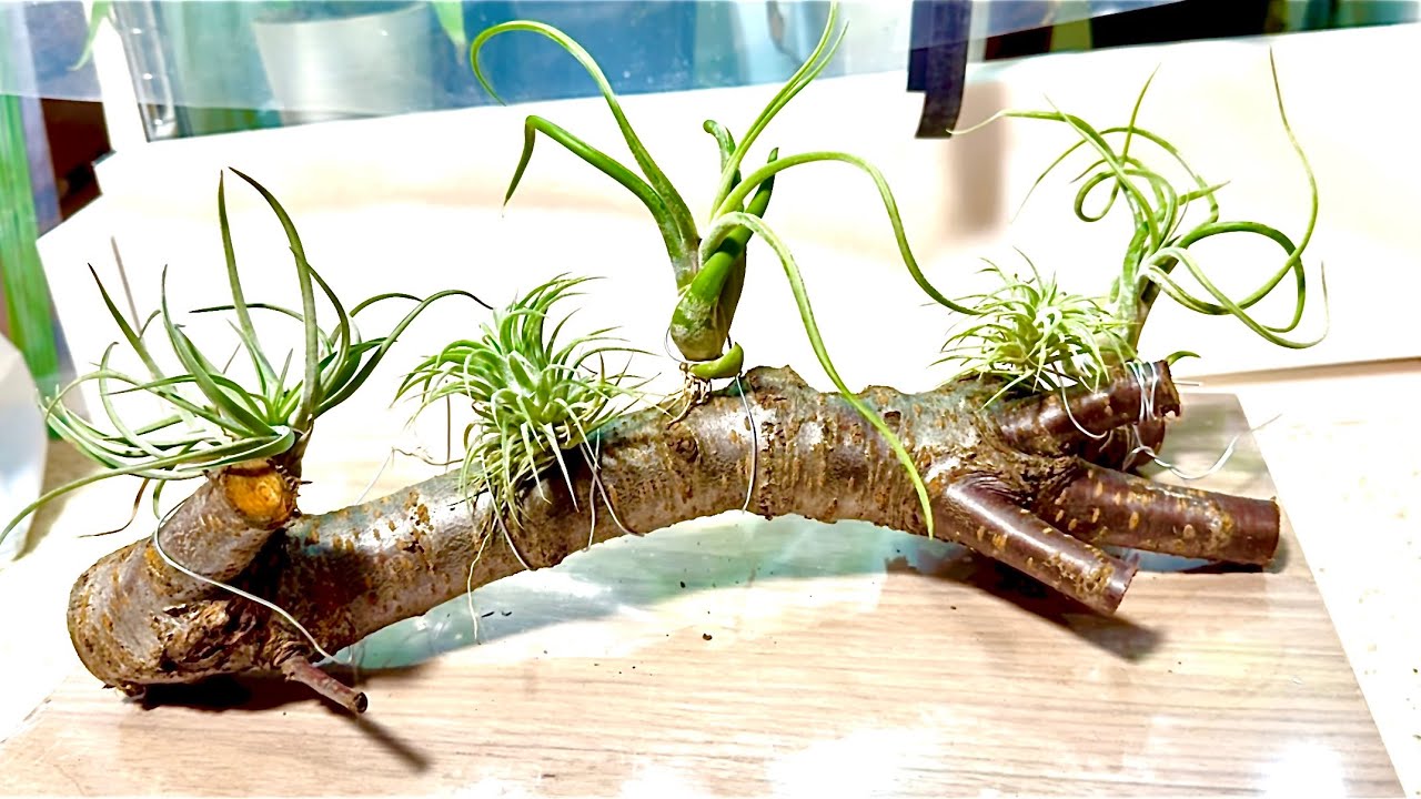 オッさんの＃観葉植物🪴＃エアープランツ　を飾る💕どこが盆栽風なんじゃ〜⁉️💦🙏