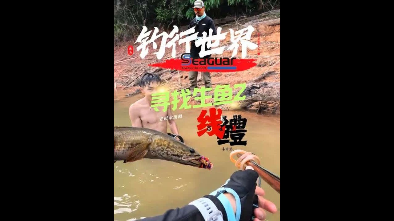 钓行世界Vlog (4)，斑鳢的探钓行程，而实际是线鳢，验证了这片水域的黑鱼至少有三种（眼鳢、斑鳢、线鳢）#线鳢