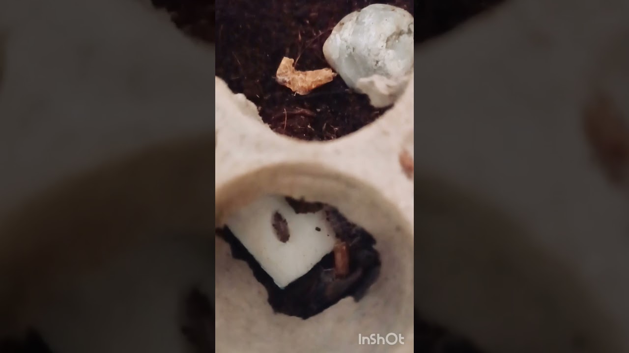 Feeding my Isopod Colonie (Porcellio laevis dairy cow)