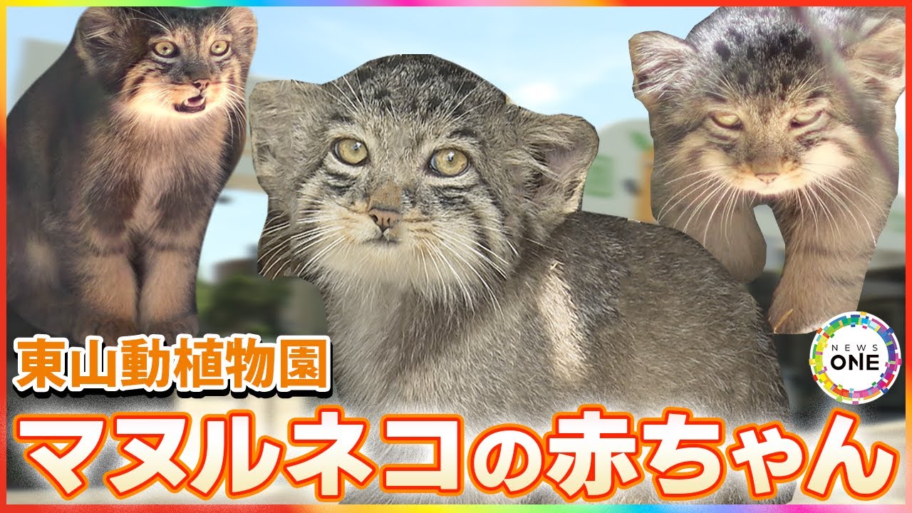 ずっと見ていたい…「マヌルネコ」の赤ちゃん3匹がお披露目 東山動植物園の新たな人気者に？【特別版】
