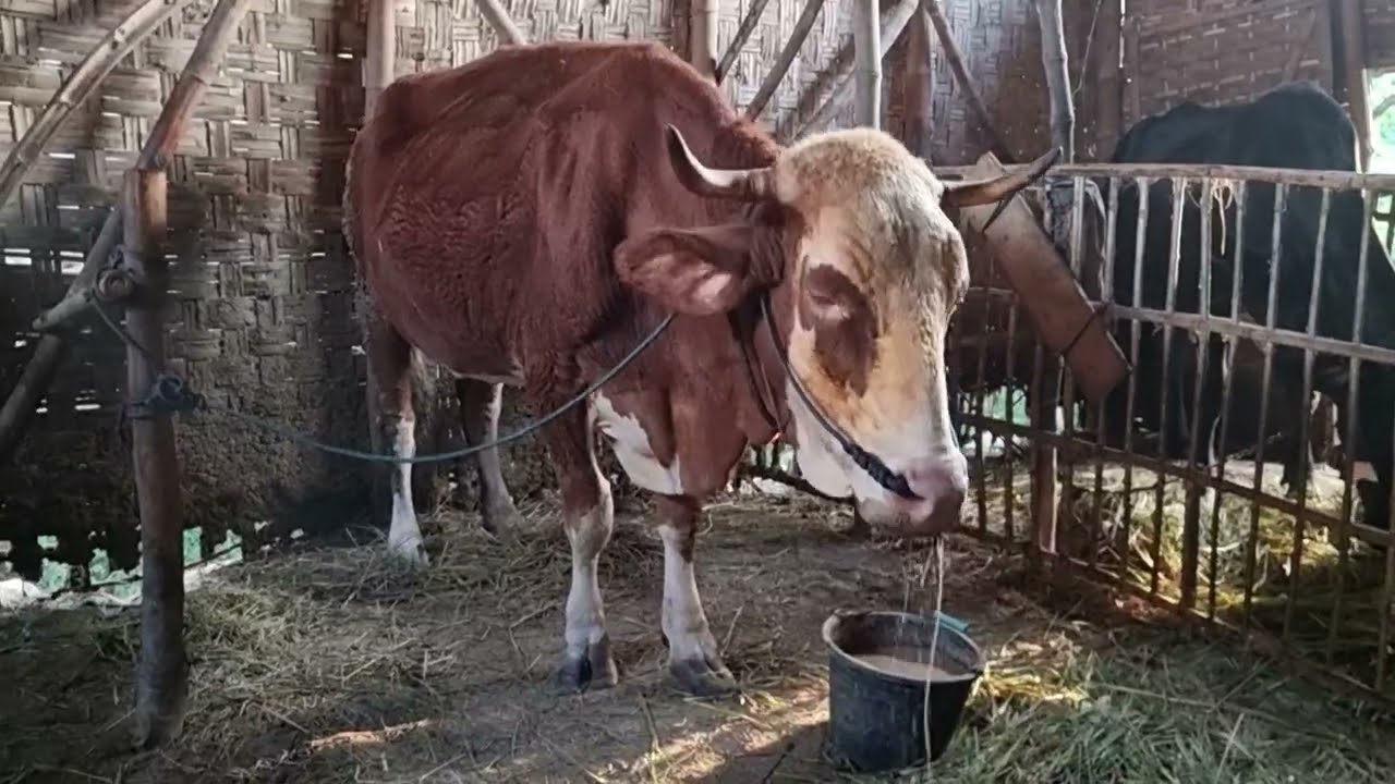 H443 Combor Sapi Simental Hamil-H136 Di Pagi Hari | Kamis 12 Maret 2026