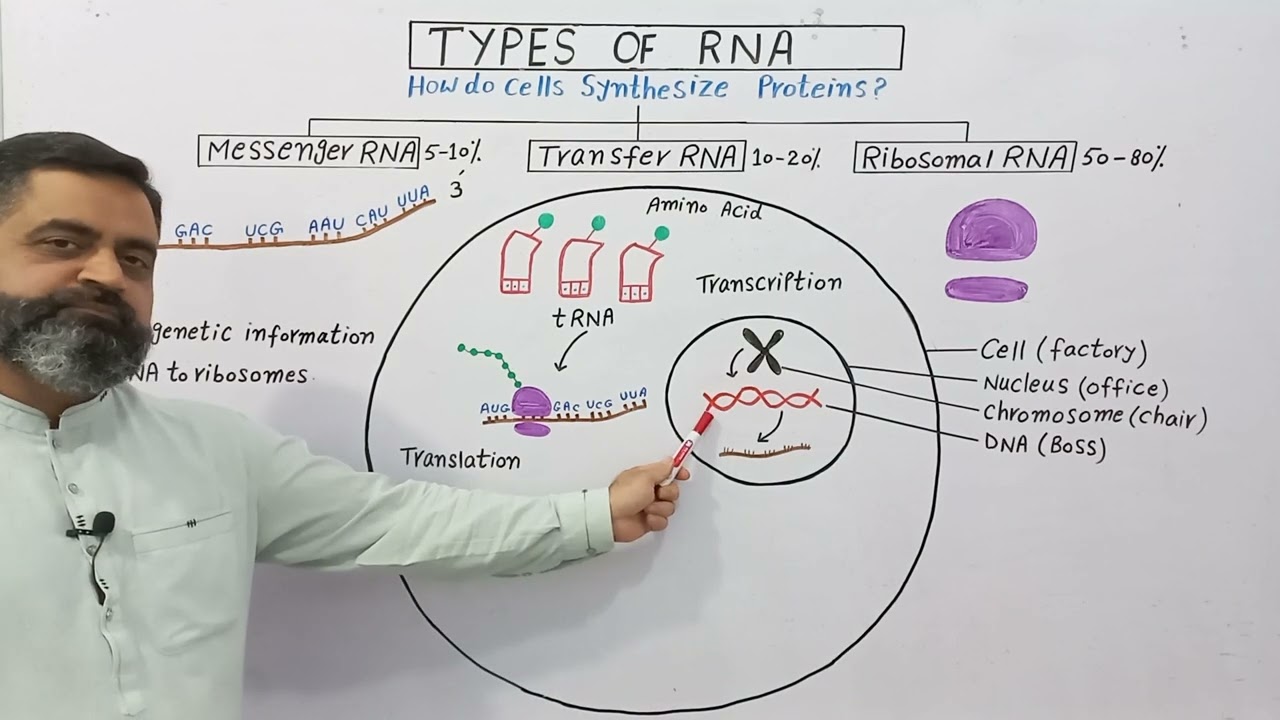 How do cells synthesize proteins Urdu/Hindi medium @prof.masoodfuzail