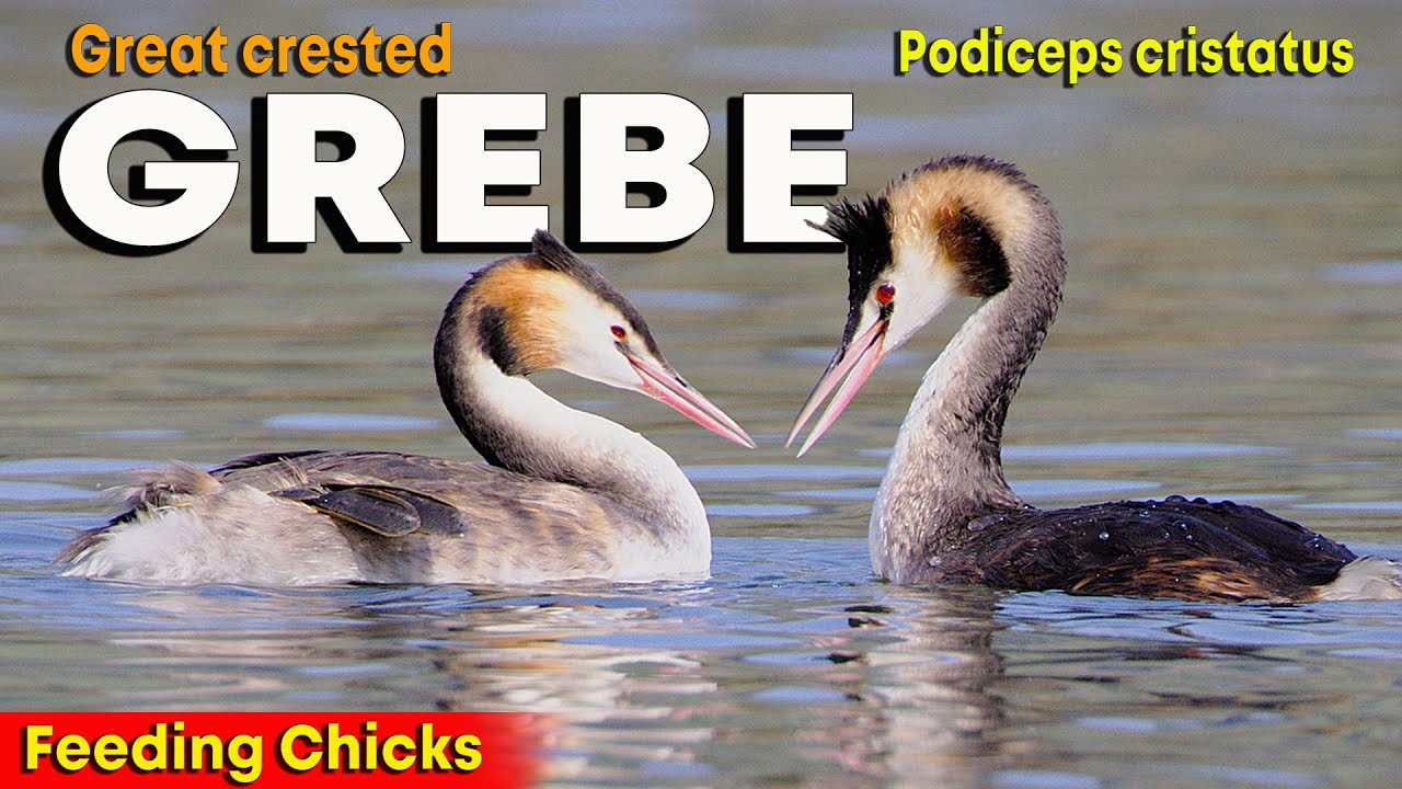 Great Crested Grebe feeding Chicks