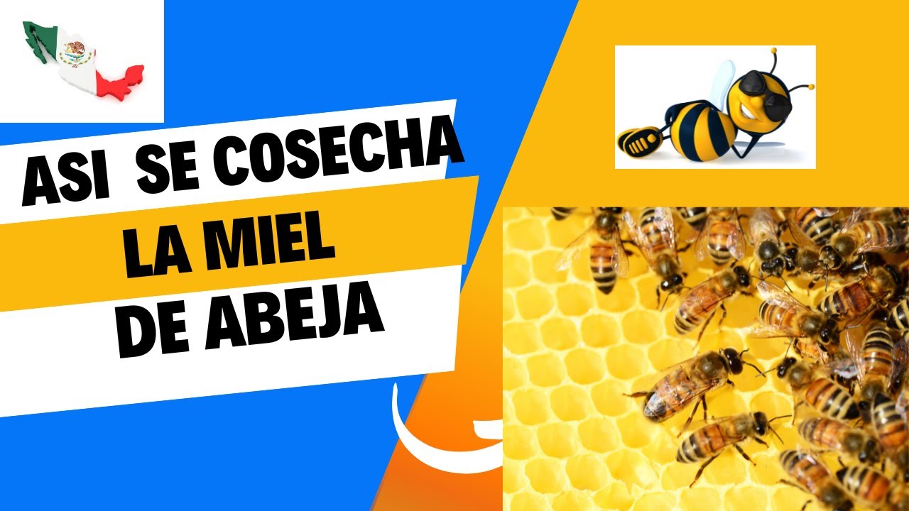 ASI SE COSECHA LA MIEL DE ABEJA (De Patitas X México)