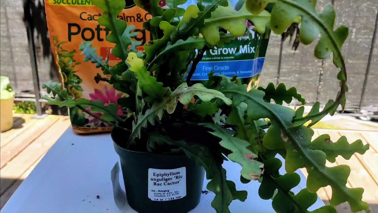 Repotting My Ric Rac Cactus (Disocactus anguliger/Epiphyllum anguliger) - Fishbone/ Zig Zag Cactus