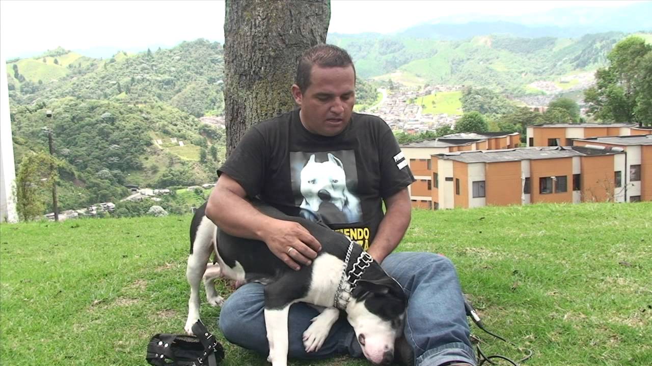 Pitbull- perros que son tiernos y no peligrosos