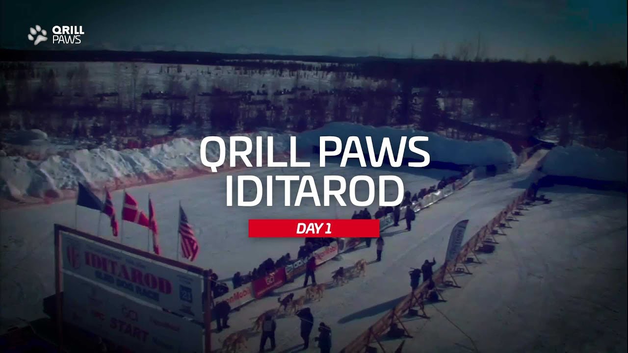 Iditarod Highlight | DAY 1 | QRILLPAWS 2021