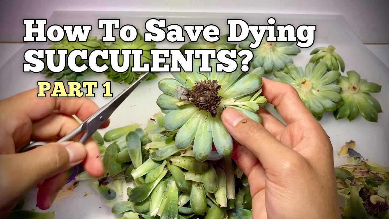 How to Save Dying Succulents? Succulent Plant Care | +UPDATES | PART 1